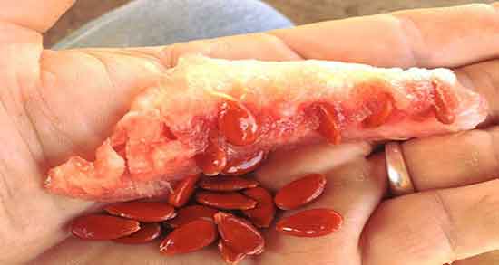 فواید تخمه ژاپنی در بارداری ؛ خواص تخمه ژاپنی برای زنان باردار فواید تخمه ژاپنی در بارداری ؛ خواص تخمه ژاپنی برای زنان باردار