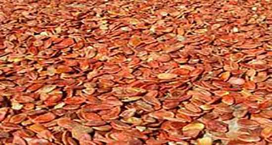 فواید تخمه ژاپنی چیست ؛ خواص تخمه ژاپنی برای معده چیست فواید تخمه ژاپنی چیست ؛ خواص تخمه ژاپنی برای معده چیست