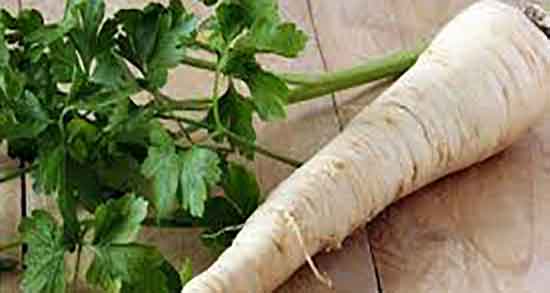 فواید ترب سفید در بارداری ؛ ایا خوردن ترب سفید برای زنان باردار مفیده فواید ترب سفید در بارداری ؛ ایا خوردن ترب سفید برای زنان باردار مفیده