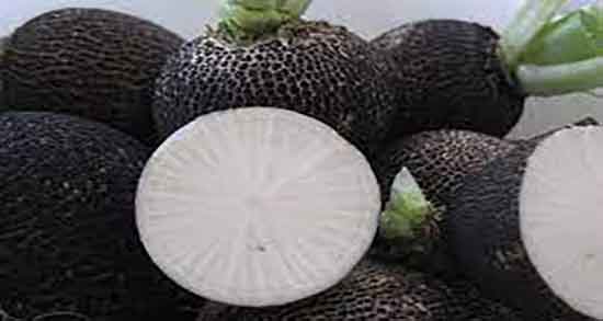 فواید ترب سیاه ؛ خواص ترب سیاه در طب اسلامی چه حکمی دارد فواید ترب سیاه ؛ خواص ترب سیاه در طب اسلامی چه حکمی دارد