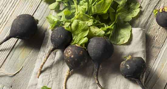 فواید ترب سیاه در بارداری ؛ خاصیت ترب سیاه برای تهوع دوران بارداری فواید ترب سیاه در بارداری ؛ خاصیت ترب سیاه برای تهوع دوران بارداری