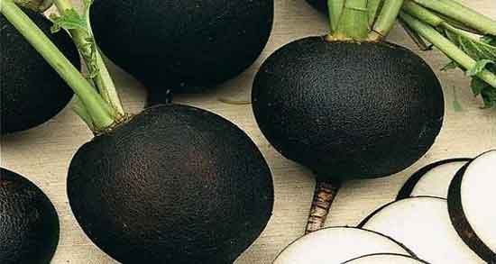 فواید ترب سیاه چیست ؛ ایا ترب سیاه برای زنان حامله مفید است یا نه فواید ترب سیاه چیست ؛ ایا ترب سیاه برای زنان حامله مفید است یا نه