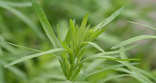 فواید ترخون در بارداری ؛ ایا ترخون خشک در دوران بارداری برای بدن مفیده فواید ترخون در بارداری ؛ ایا ترخون خشک در دوران بارداری برای بدن مفیده