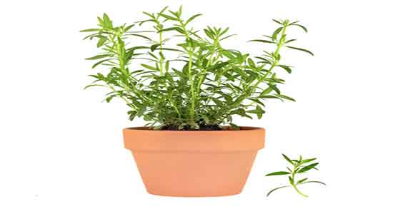 فواید ترخون و مرزه ؛ خاصیت مصرف ترخون و مرزه برای سرماخوردگی فواید ترخون و مرزه ؛ خاصیت مصرف ترخون و مرزه برای سرماخوردگی