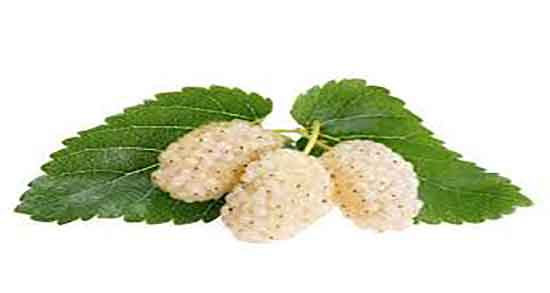 فواید توت برای پوست و خاصیت ماسک توت برای درمان جای جوش فواید توت برای پوست ؛ خاصیت ماسک توت برای درمان جای جوش