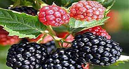 فواید توت برای کبد ؛ خاصیت مصرف توت برای چربی سوزی کبد