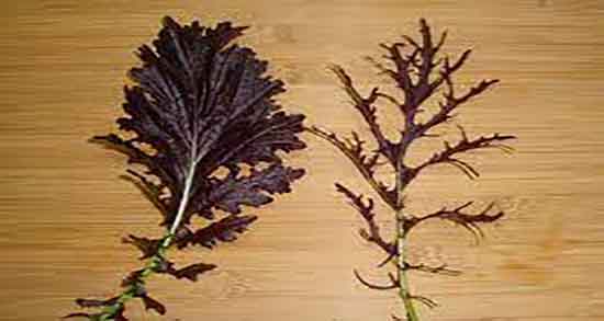 فواید خردل سیاه ؛ خواص مصرف خردل سیاه برای زیبایی پوست صورت فواید خردل سیاه ؛ خواص مصرف خردل سیاه برای زیبایی پوست صورت