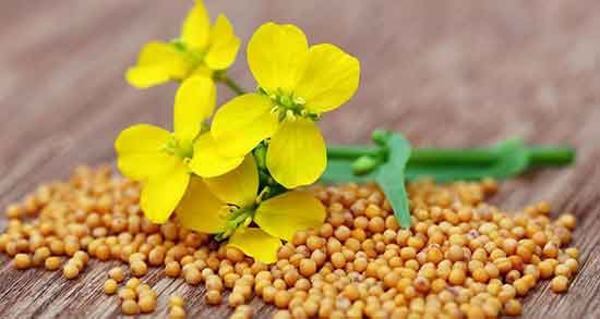 فواید خردل و مصرف خردل برای صورت + خاصیت خردل برای پوست فواید خردل ؛ مصرف خردل برای صورت + خاصیت خردل برای پوست