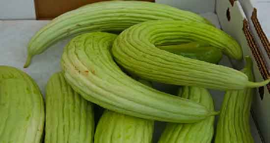 فواید خیار چنبر تلخ ؛ پیشگیری از ابتلا به سرطان با مصرف خیار چنبر تلخ