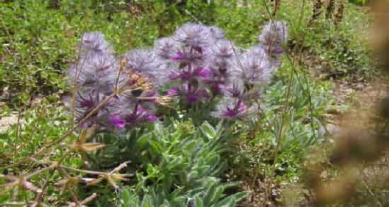 فواید دمنوش چای کوهی ؛ آشنایی با خواص درمانی مصرف دمنوش چای کوهی