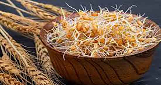 فواید روغن جوانه گندم برای مو ؛ خواص روغن جوانه گندم برای ترک پوست فواید روغن جوانه گندم برای مو ؛ خواص روغن جوانه گندم برای ترک پوست