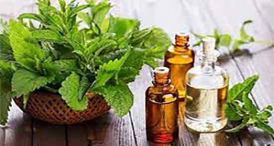 فواید روغن درخت چای برای صورت و مصرف روغن درخت چای برای پوست فواید روغن درخت چای برای صورت ؛ مصرف روغن درخت چای برای پوست