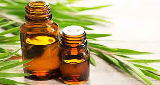 فواید روغن درخت چای سبز و خواص روغن درخت چای برای جوش زیر پوستی فواید روغن درخت چای سبز ؛ خواص روغن درخت چای برای جوش زیر پوستی