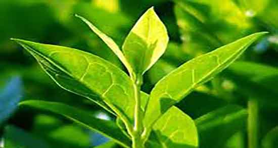 فواید روغن درخت چای چیست و خواص روغن درخت چای برای واژن فواید روغن درخت چای چیست ؛ خواص روغن درخت چای برای واژن