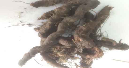 فواید ریشه زرشک کوهی ؛ تنظیم فشار خون با مصرف ریشه زرشک کوهی