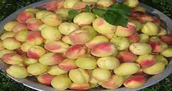 فواید زردآلو خشک و خاصیت زردآلو خشک برای درمان یبوست کودکان فواید زردآلو خشک ؛ خاصیت زردآلو خشک برای درمان یبوست کودکان