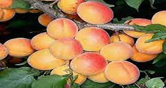 فواید زردآلو چیست ؛ خاصیت مصرف زردالو برای کنترل دیابت کودکان