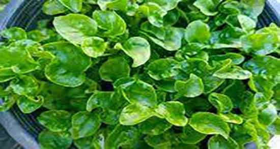 فواید سبزی شاهی ؛ خاصیت مصرف سبزی شاهی برای کنترل دیابت فواید سبزی شاهی ؛ خاصیت مصرف سبزی شاهی برای کنترل دیابت