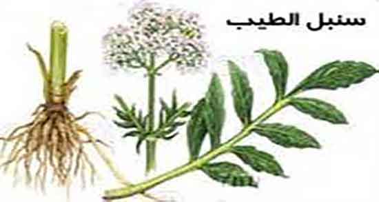 فواید سنبل الطیب ؛ خواص مصرف سنبل الطیب و اسطوخودوس فواید سنبل الطیب ؛ خواص مصرف سنبل الطیب و اسطوخودوس