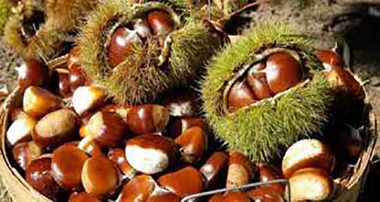 فواید شاه بلوط ؛ خواص شاه بلوط هندی برای پوست صورت و بدن فواید شاه بلوط ؛ خواص شاه بلوط هندی برای پوست صورت و بدن