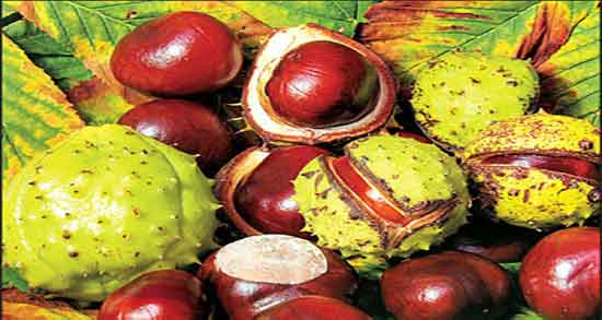 فواید شاه بلوط تازه ؛ ایا خوردن شاه بلوط تازه برای جنین زنان مفید است