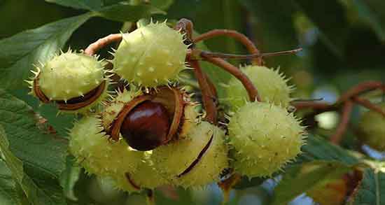 فواید شاه بلوط هندی ؛ ایا شاه بلوط هندی با شاه بلوط گیلانی متفاوته فواید شاه بلوط هندی ؛ ایا شاه بلوط هندی با شاه بلوط گیلانی متفاوته