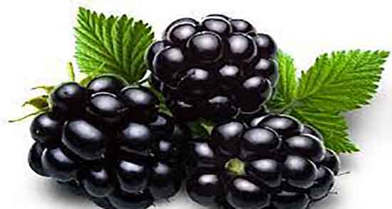 فواید شاه توت ؛ خواص مصرف شاه توت از نظر طب سنتی چیست فواید شاه توت ؛ خواص مصرف شاه توت از نظر طب سنتی چیست