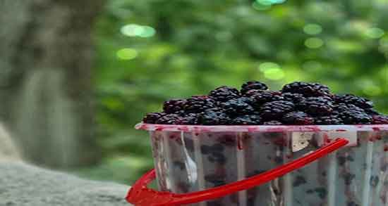 فواید شاه توت برای زنان باردار ؛ خاصیت شاه توت برای تقویت جنین زنان باردار فواید شاه توت برای زنان باردار ؛ خاصیت شاه توت برای تقویت جنین زنان باردار