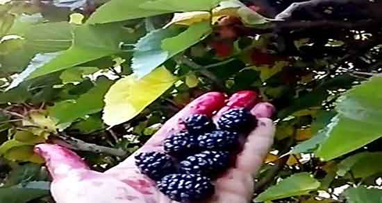 فواید شاه توت در طب سنتی ؛ شاه توت برای کودکان از نظر طب سنتی