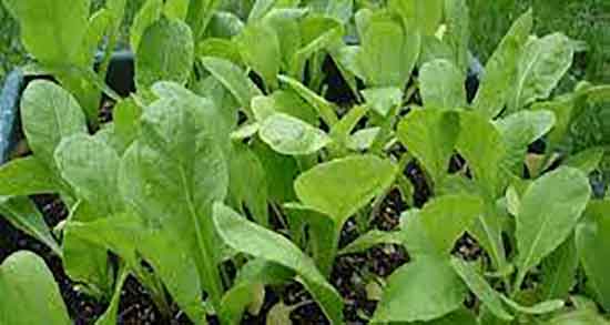 فواید شاهی و خاصیت مصرف شاهی برای پوست صورت و بدن فواید شاهی ؛ خاصیت مصرف شاهی برای پوست صورت و بدن