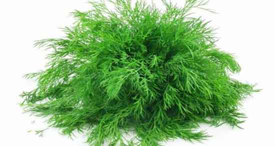 فواید شوید خشک ؛ خاصیت مصرف شوید خشک برای انواع پلو ها فواید شوید خشک ؛ خاصیت مصرف شوید خشک برای انواع پلو ها