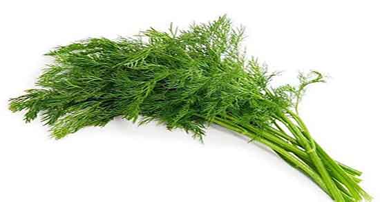 فواید شوید خشک با ماست ؛ خاصیت مصرف شوید خشک با ماست فواید شوید خشک با ماست ؛ خاصیت مصرف شوید خشک با ماست