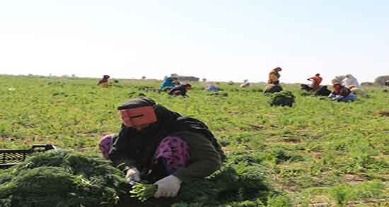 فواید شوید در بارداری ؛ خاصیت مصرف شوید برای زنان باردار فواید شوید در بارداری ؛ خاصیت مصرف شوید برای زنان باردار