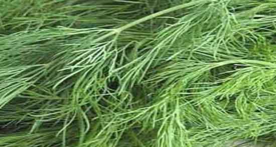 فواید شوید کوهی ؛ خاصیت دمنوش شوید کوهی برای لاغری بدن فواید شوید کوهی ؛ خاصیت دمنوش شوید کوهی برای لاغری بدن