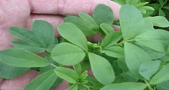 فواید عرق یونجه ؛ خاصیت مصرف عرق یونجه برای چاقی صورت فواید عرق یونجه ؛ خاصیت مصرف عرق یونجه برای چاقی صورت