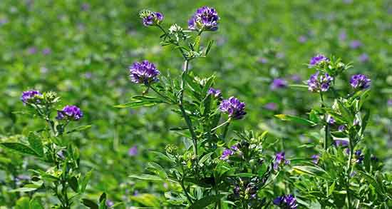 فواید عرق یونجه برای عروس هلندی ؛ خواص عرق یونجه برای عروس هلندی فواید عرق یونجه برای عروس هلندی ؛ خواص عرق یونجه برای عروس هلندی