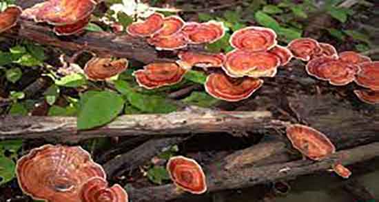 فواید قارچ گانودرما ؛ خاصیت مصرف قارچ گانودرما در تبخال تناسلی