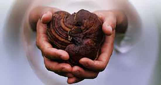 فواید قارچ گانودرما برای پوست ؛ خواص قارچ گانودرما برای زگیل تناسلی فواید قارچ گانودرما برای پوست ؛ خواص قارچ گانودرما برای زگیل تناسلی