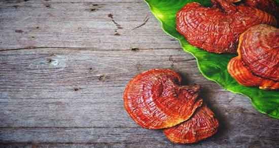 فواید قارچ گانودرما در تبخال تناسلی و نحوه مصرف گانودرما فواید قارچ گانودرما در تبخال تناسلی ؛ نحوه مصرف گانودرما