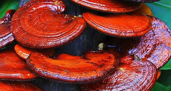 فواید قارچ گانودرما و جینسینگ و خواص قهوه جینسینگ فواید قارچ گانودرما و جینسینگ ؛ خواص قهوه جینسینگ