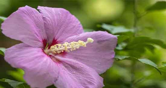 فواید و عوارض گل ختمی ؛ آشنایی با خواص درمانی و عوارض گل ختمی