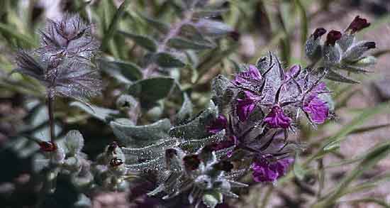 فواید و مضرات دمنوش چای کوهی و همه چیز درباره مصرف دمنوش چای کوهی فواید و مضرات دمنوش چای کوهی ؛ همه چیز درباره مصرف دمنوش چای کوهی