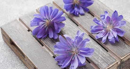 فواید و مضرات ریشه کاسنی ؛ خواص ریشه کاسنی در تعیین جنسیت فواید و مضرات ریشه کاسنی ؛ خواص ریشه کاسنی در تعیین جنسیت