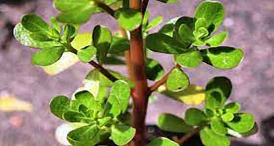 فواید و مضرات عرق خرفه ؛ خواص و عوارض عرق خرفه برای زنان باردار