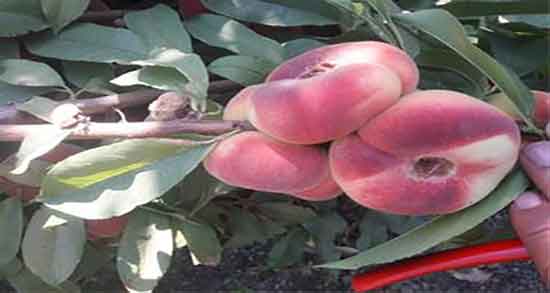 فواید و مضرات هلو انجیری ؛ خواص و عوارض مصرف هلو انجیری چیست فواید و مضرات هلو انجیری ؛ خواص و عوارض مصرف هلو انجیری چیست