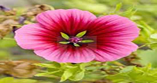 فواید و مضرات پنیرک و خواص و مضرات پنیرک نخل برای عفونت واژن فواید و مضرات پنیرک ؛ خواص و مضرات پنیرک نخل برای عفونت واژن