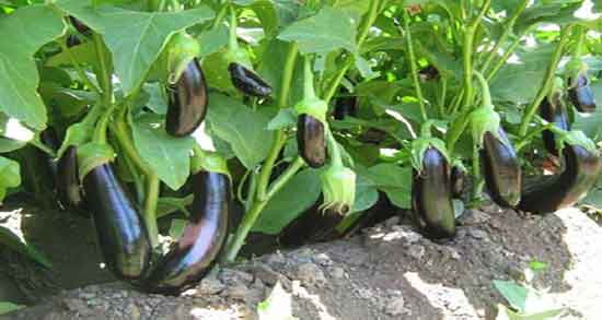 فواید و مضرات کلاهک بادمجان ؛ جوشانده کلاهک بادمجان در بارداری فواید و مضرات کلاهک بادمجان ؛ جوشانده کلاهک بادمجان در بارداری