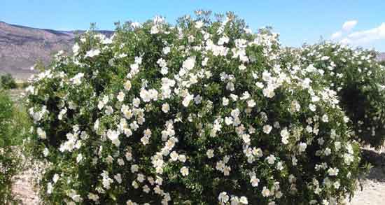 فواید و مضرات گل نسترن ؛ بررسی خواص درمانی و مضرات گل نسترن فواید و مضرات گل نسترن ؛ بررسی خواص درمانی و مضرات گل نسترن