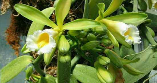 فواید وانیل ؛ خاصیت مصرف دمنوش وانیل نیوشا برای چاقی صورت فواید وانیل ؛ خاصیت مصرف دمنوش وانیل نیوشا برای چاقی صورت