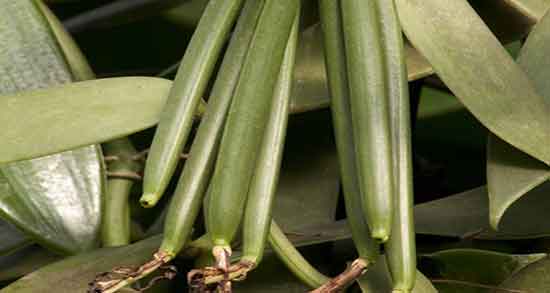 فواید وانیل برای بدن ؛ خواص وانیل تازه برای چاقی صورت و بدن انسان فواید وانیل برای بدن ؛ خواص وانیل تازه برای چاقی صورت و بدن انسان